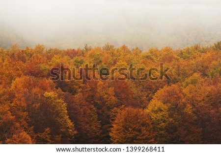 Low clouds cross over the tops of trees in autumn