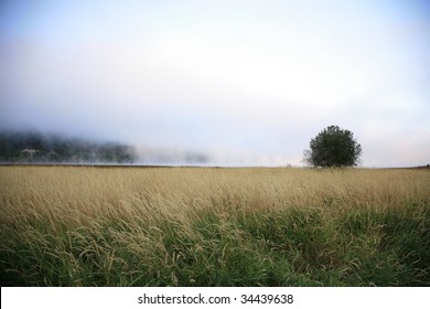 Low Clouds And Mist In A Field Of Tall Grass With A Tree In The Distance.