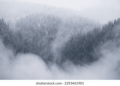 low clouds over a mountain forest, firs and pines with clouds above in a village in the Dolomites