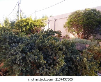 Low Dwarf Bush Juniperus Squamata Blue Star With Blue Needles On Sunny Summer Day