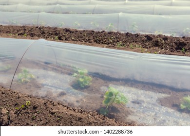 low greenhouses, plastic film on the ground, growing seedlings or early vegetables, close-up