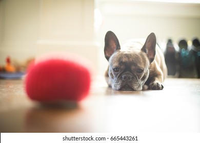 Low Ground Perspective Of Brown Brindle Frenchie French Bulldog Laying Making Eye Contact Wanting To Play With Soft Round Red Ball Dog Chew Toy On Wood Floor In Foreground Of Domestic Family Pet Scene