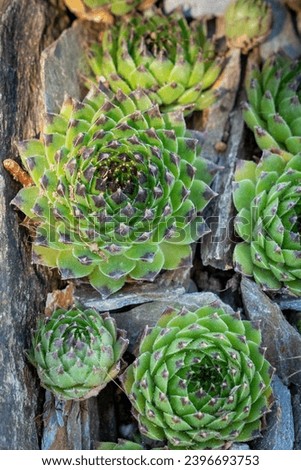 Low growing Sempervivum 'Reinhard' houseleek with thie geomatric patterns. Close-up.