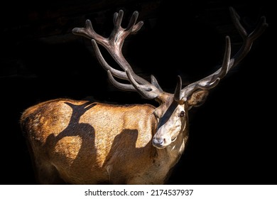 low key close-up portrait of a stag red deer with huge antlers