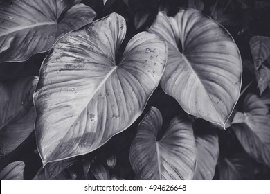 Low key Dark lighting Nature background, green leaves in natural light and shadow, symbolic of peaceful and safe the Earth or life or Zen with toned color and selective focus.Black and white tone. - Powered by Shutterstock