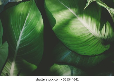 Low key green leafs dark nature background  - Powered by Shutterstock