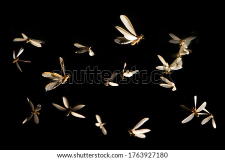 Low key image and blur to highlight the lights in the night long and flying animation play light around the fire of Termite Flying or alates after rain in the rainy season.