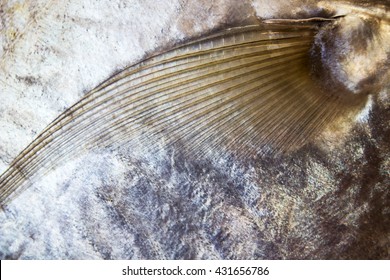 魚 ヒレ の画像 写真素材 ベクター画像 Shutterstock