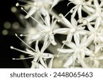 Low key macro shot of beargrass blooms on black background