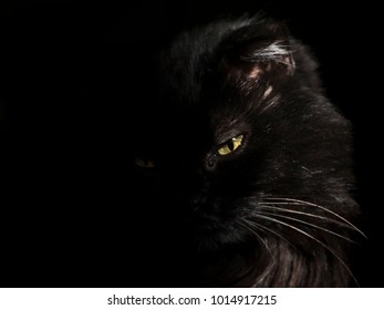 Low Key Monochrome Whiskers Cat Feline Animals Black and White Low Key Photography