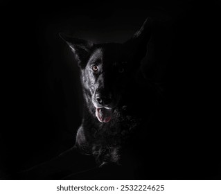 A Low Key Portrait of a Black Dog - Powered by Shutterstock