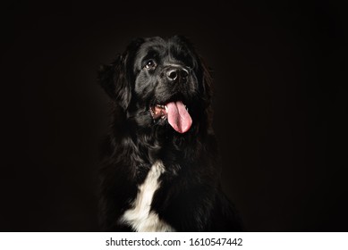 Low Key Portrait Of Newfoundland Dog.  Black On Black Background, White Blaze On Chest, Smiling With Tongue Hanging Out. Obedient, Smart Dog In Training For Water Rescue. 