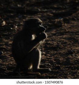 Low Key Rim Lit Image Of Chacma Baboons Going About A Normal Day