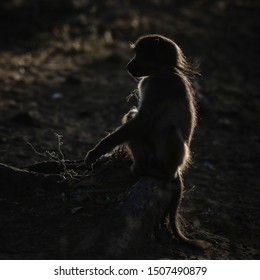 Low Key Rim Lit Image Of Chacma Baboons Going About A Normal Day