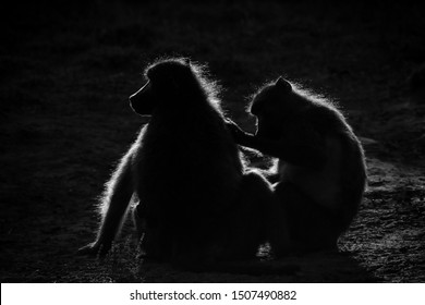 Low Key Rim Lit Image Of Chacma Baboons Going About A Normal Day