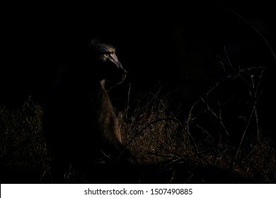 Low Key Rim Lit Image Of Chacma Baboons Going About A Normal Day