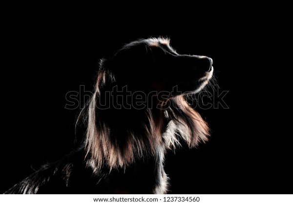 Low Key Silhouette Long Haired Dachshund Stock Photo Edit Now