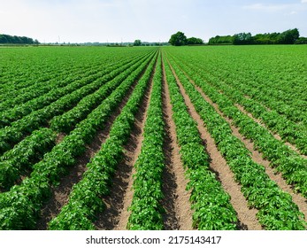 Low level aerial image of a crop of potatoes in a ploughed arable field in the British countryside farmland