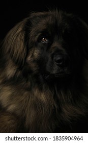 Low Light Portrait Leonberger Dog.