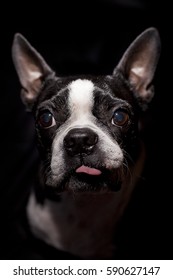 Low Light Portrait Of A Pure Breed Boston Terrier Sticking Out Her Tongue, Black Background.