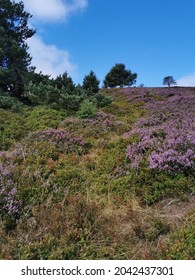 low mountain walk in the middle of fields of heather flowers