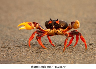 A low perspective of a brave crab running across a road