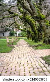 Low Perspective of Brick Path Lined with Benches and Moss-Covered Cherry Trees in Quad at University of Washington in Seattle, WA