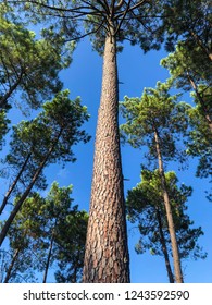 Low Perspective Looking Up The Trunk Of A Tall Pine Tree On A Bright Summer Day 