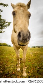 A Low Perspective Portrait Of An Inquisitive Light Coloured Horse In A Field On A Cloudy Day