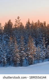 Low Pines In The Snow Of Winter Forest At Sunset In The Taiga Of Siberia