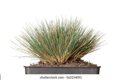 Low Point Of View Of Grass Bundle Tussock Planted In Pot, Isolated On White Background
