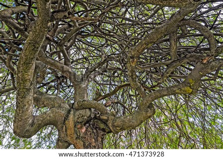Low point view to the old tree crown with strongly twisted intertwined branches