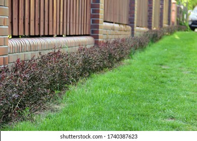 Low Prickly Bushes Planted On Green Grass By The Clinker And Wood Fence In The Spring.