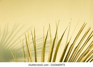 Low Saturation Green Palm Tree Leaf With Its Blurred Shadow On Green Stucco Wall. Minimalist Summer Tropical Plants Background. Shabby Interior With Dry Palm Leaf.