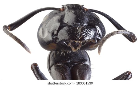 Low Scale Magnification of Black Ant