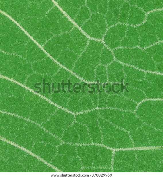 Low Scale Magnification\
of Green Leaf