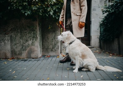 Low Section Of Elegant Senior Man Walking His Dog Outdoors In City.