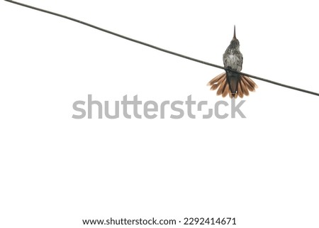 Low shot angle festive coquette bird standing on electric wire with isolated white background. Bird photography for background wallpaper. Selective focus of hummingbird. Open space area. 