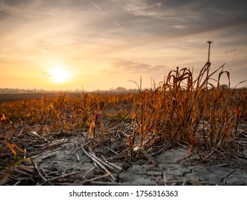 A Low Shot Of Dying Crop At Sunset.