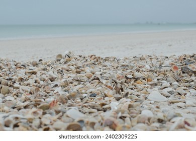 Low shot of various colored shells in foreground with sandy beach with Gulf  of Mexico and shoreline in background at Treasure Island, Florida. 