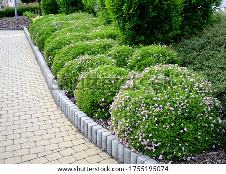 low shrubs cut into the shape of a scoop of buns pink flower by the sidewalk interlocking beige paving concrete curb