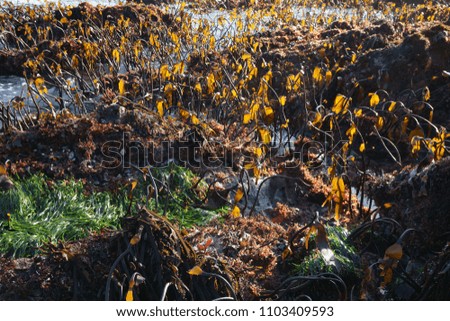 Foto Bild Camourflage Bodenbelag