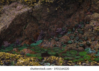 Low Tide Exposing Sea Anemone At Cape Scott Provincial Park In BC Canada