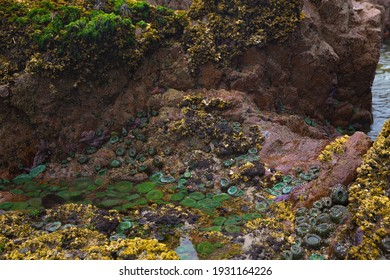 Low Tide Exposing Sea Anemone At Cape Scott Provincial Park In BC Canada