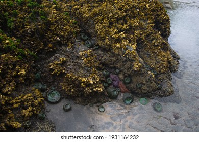 Low Tide Exposing Sea Anemone At Cape Scott Provincial Park In BC Canada