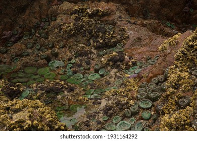 Low Tide Exposing Sea Anemone At Cape Scott Provincial Park In BC Canada