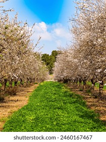 Low trees grow in even rows. Almond blossoms. Early spring in Israel. Lush green grass grows between the trees. Delicate white and pink flowers herald the arrival of spring. 