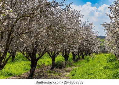 Low trees grow in even rows. Almond blossoms. Early spring in Israel. Lush green grass grows between the trees. 