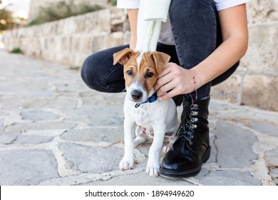 Low View Of An Anonymous Woman Walking A Jack Russell Dog Outside In Street