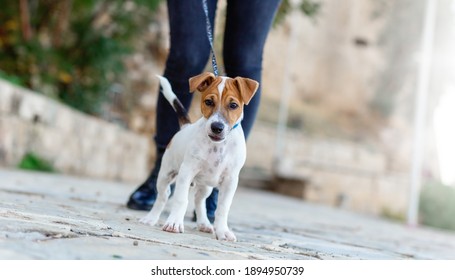 Low View Of An Anonymous Woman Walking A Jack Russell Dog Outside In Street